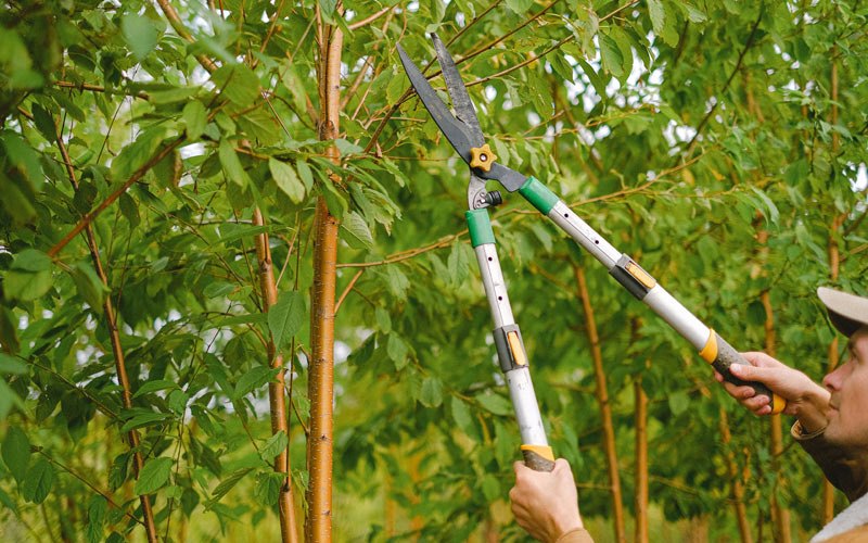 Tree trimming in Veradale, WA